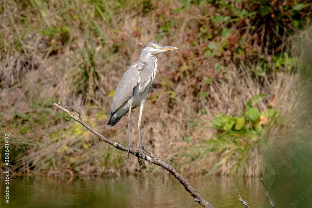 Gray Heron is sitting on a branch which stands in a lake