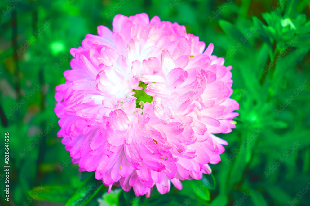 Fototapeta premium pink flower in the garden