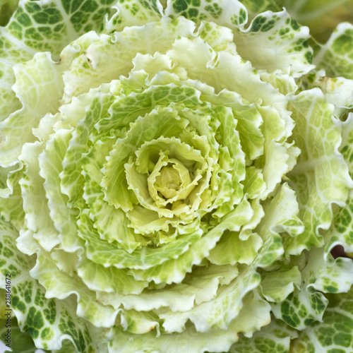 Exotic decorative cabbage. Food and nature. Green salad flower blossom.  Summer plant background.