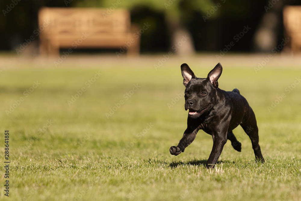 Running five months old staffordshire bull terrier young female Running five months old staffordshire bull terrier young female