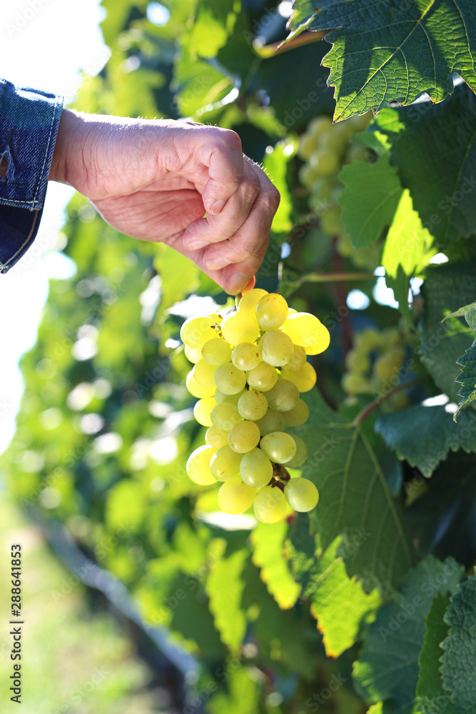 Vineyard, seasonal worker collects ripe grape fruit.