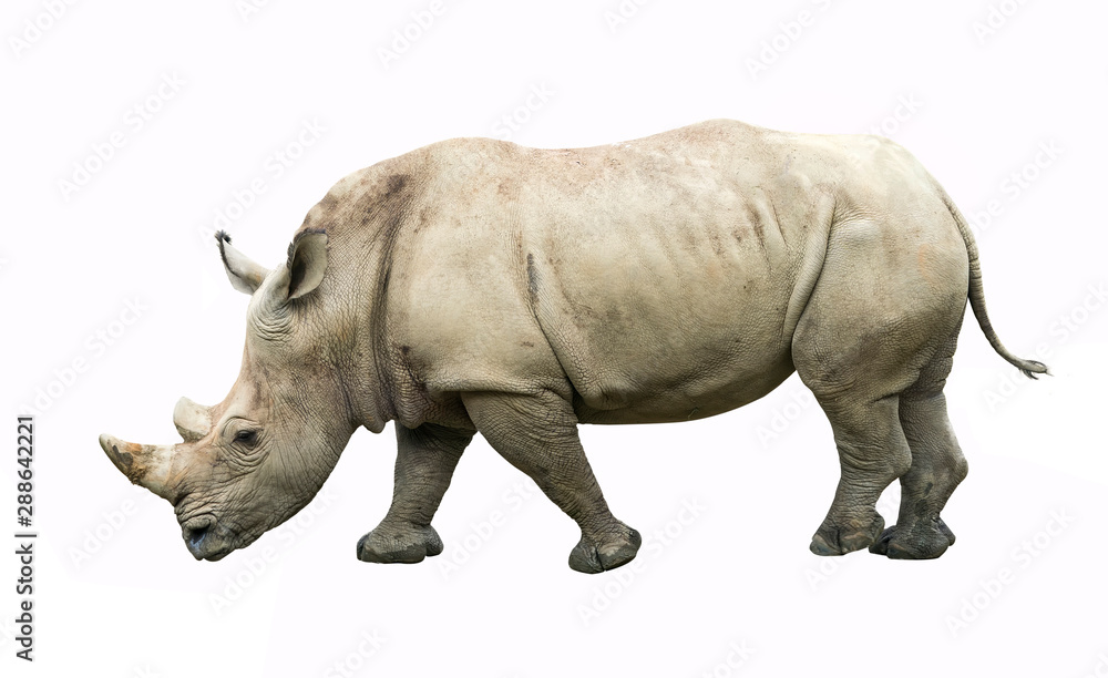 Rhinoceros isolated on white background Rhinoceros isolated on white background