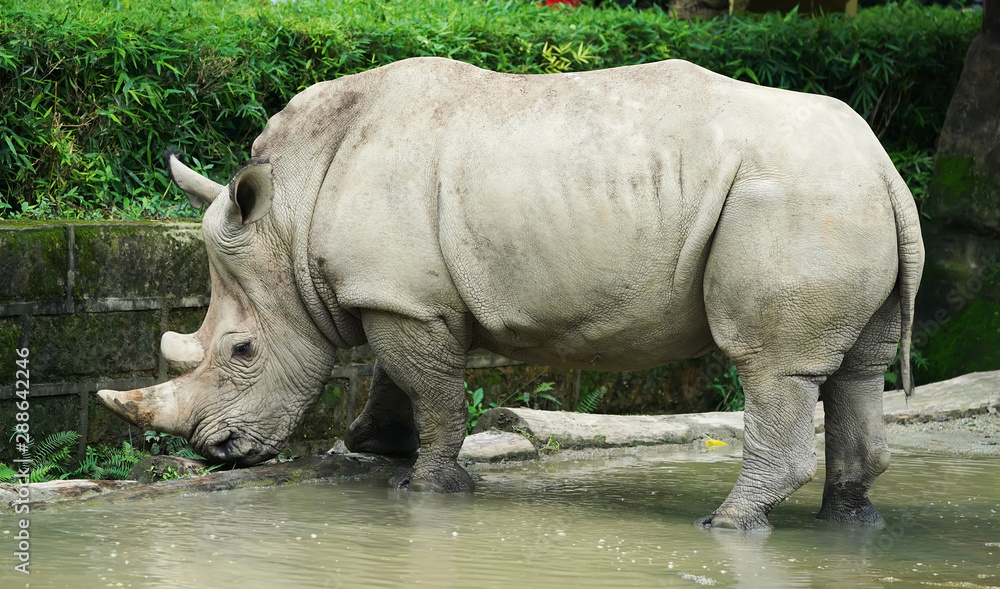 Naklejka premium White rhinoceros or square-lipped rhinoceros young
