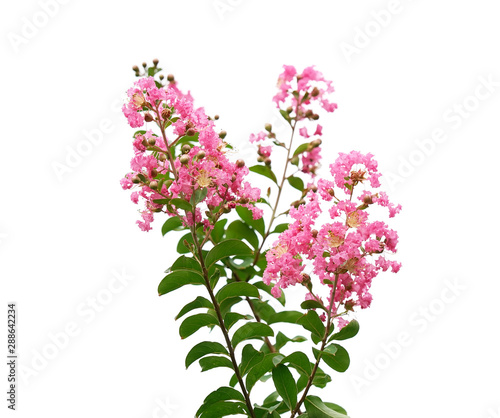 crepe myrtle flowers isolated on white