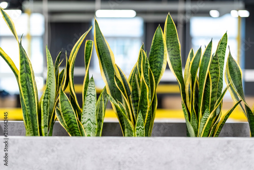 Mother-in-law's plant in modern open office space. Green plants in modern office. Concept of healthy working. Hub, co-working
