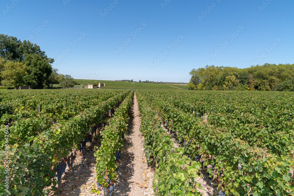 Panorama of Wine fields of Bordeaux french vine in chateau Margaux in Médoc