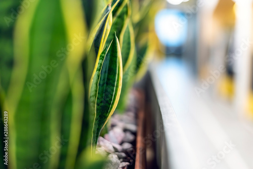 Mother-in-law's plant in modern open office space. Green plants in modern office. Concept of healthy working. Hub, co-working