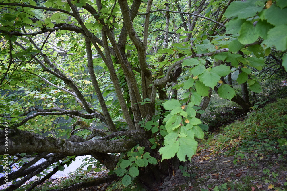 Obraz premium tree in forest