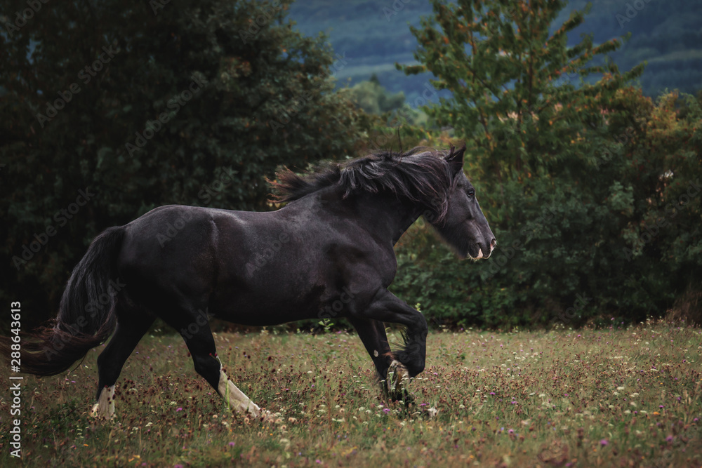 Obraz Portrait Pferd galoppiert rennt steht auf weide wiese im Wald im Herbst
