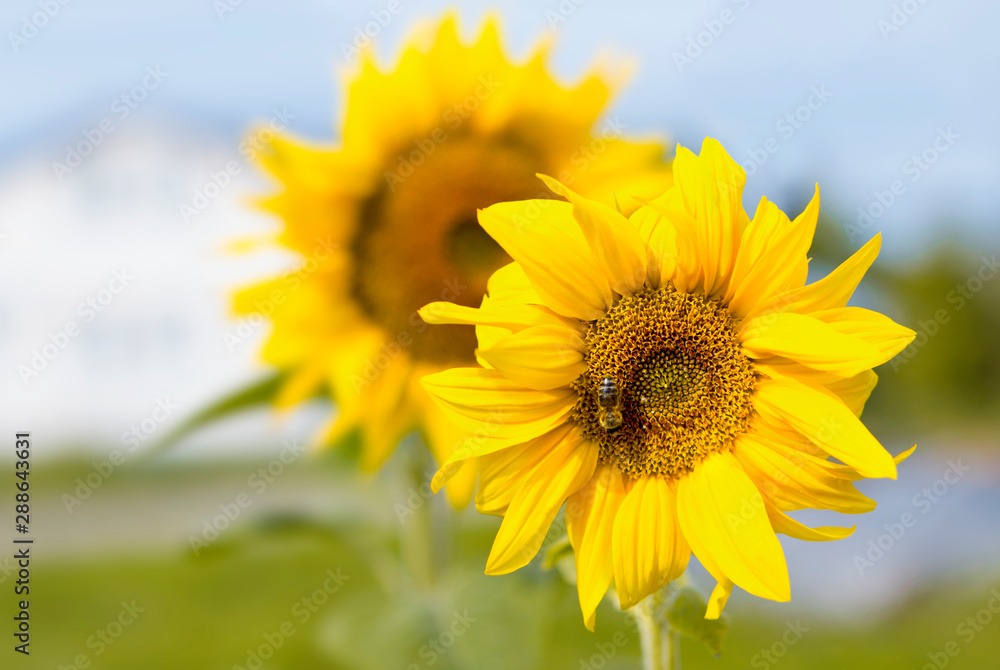 Poster agriculture. Blooming sunflowers in the bright sunny day. Blue sky. Close-up of sunflower. Field. Natural background