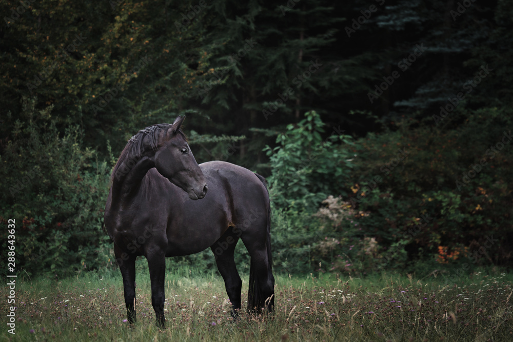 Fototapeta premium Portrait Pferd galoppiert rennt steht auf weide wiese im Wald im Herbst