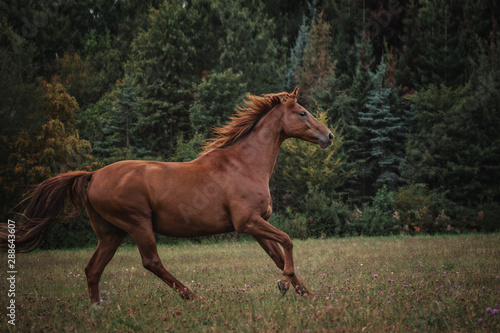 Portrait Pferd galoppiert rennt steht auf weide wiese im Wald im Herbst