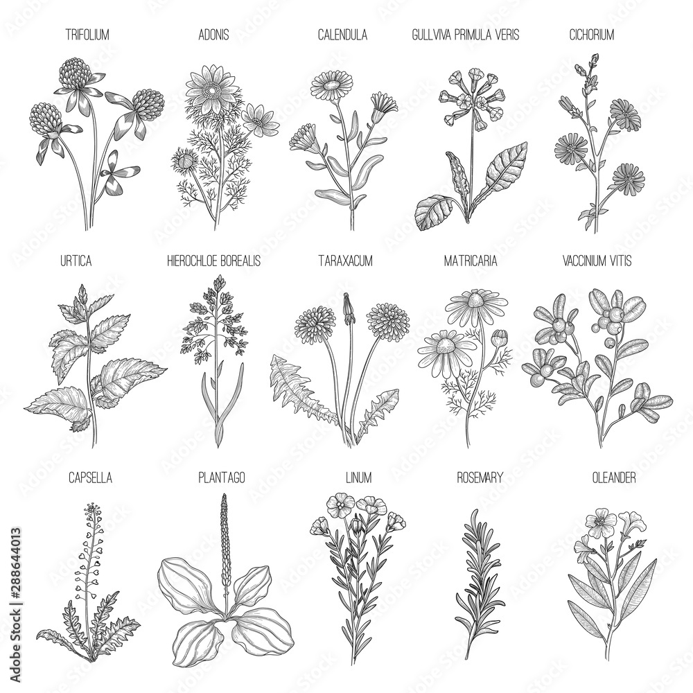 Herbs collection. Medical healthy flowers and herbs nature plants for garden rosemary lavender dandelion vector hand drawn collection. Herb medical herbal, organic botanical illustration - obrazy, fototapety, plakaty 