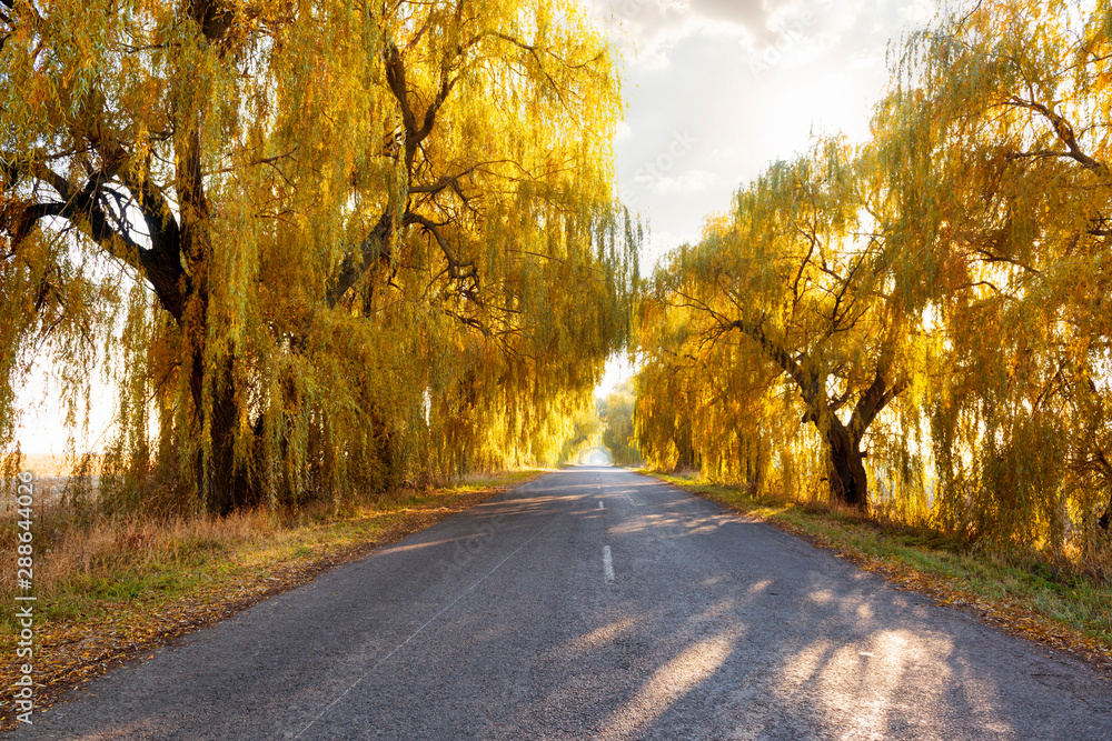 Obraz premium Autumn road