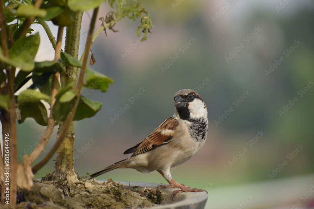 Naklejka premium sparrow on branch