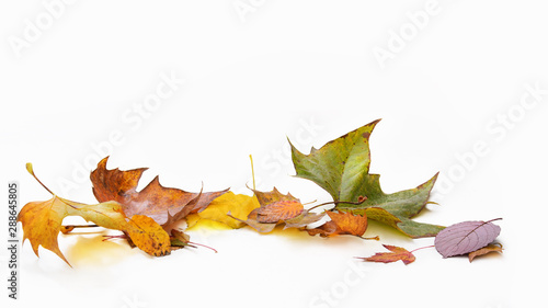 beautiful autumnal leaves on the isolated background