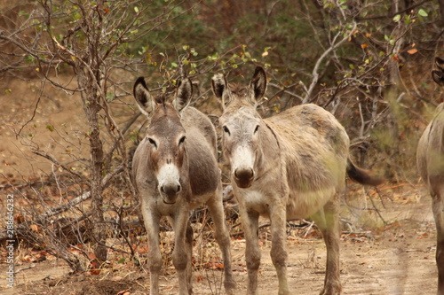 Two donkeys in South Africa