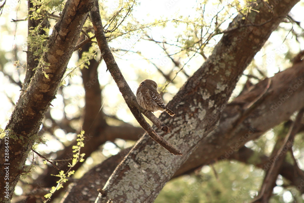 A pearl spotted owlet in its tree - une chevêchette perlée A pearl spotted owlet in its tree - une chevêchette perlée