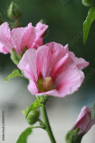 Pink hollyhock flowers with drops of water