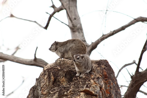 Two Hyrax in South Africa