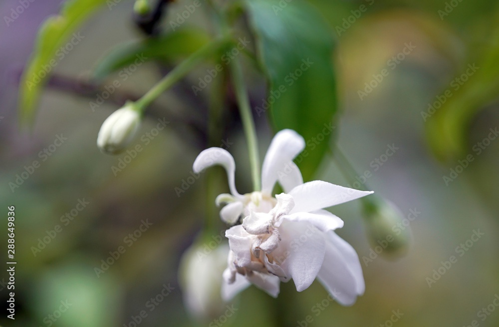 Close up a white flower begin wither after full bloomed. Close up a white flower begin wither after full bloomed.
