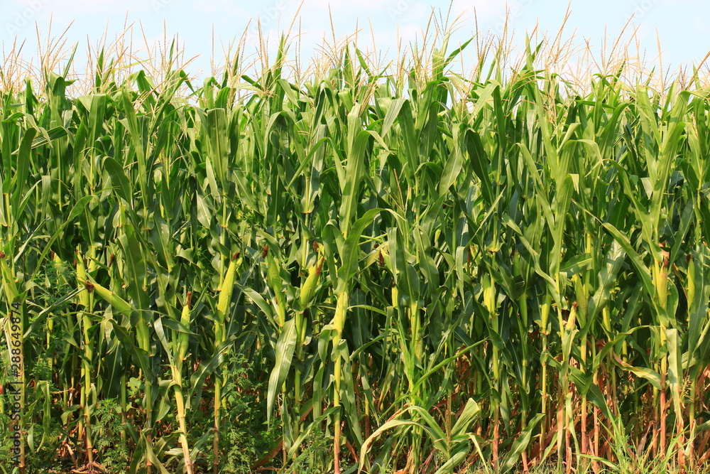 Green field with young corn Green field with young corn