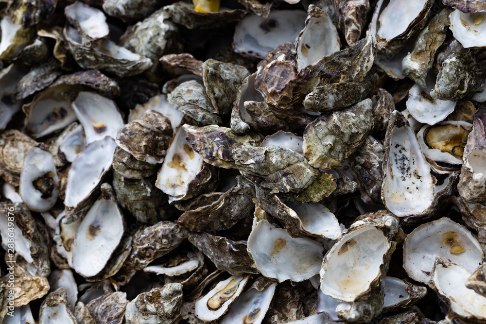 Pile of oyster shuck background.