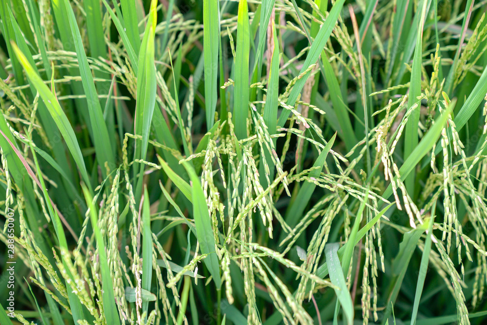 Closeup shot of fresh green rice paddy field Closeup shot of fresh green rice paddy field