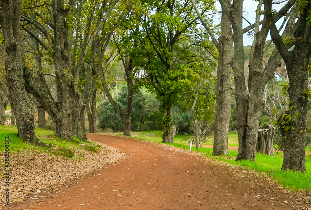 Country gravel road through lovely autumn trees. Country gravel road through lovely autumn trees.