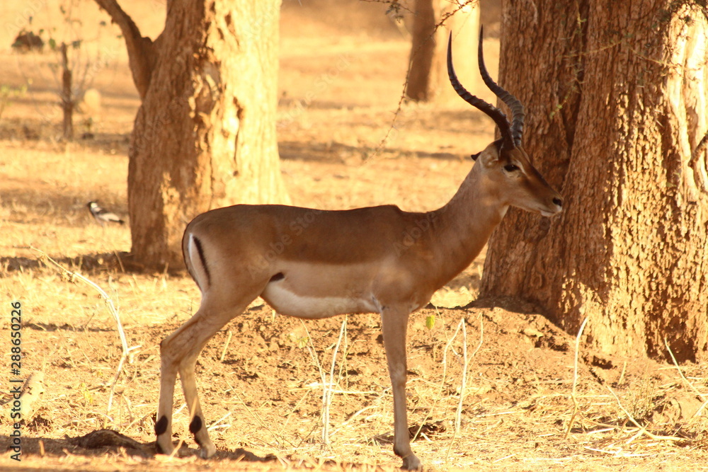 Impala in close up - Un impala prenant la pose Impala in close up - Un impala prenant la pose
