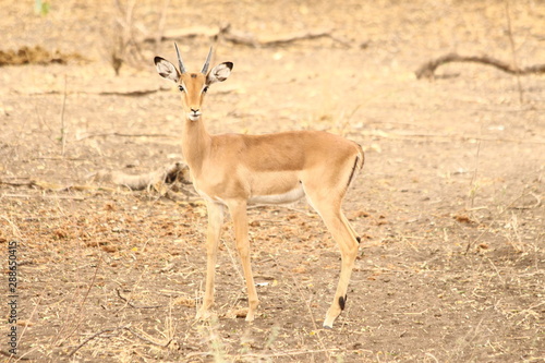 Impala in close up - Un impala prenant la pose