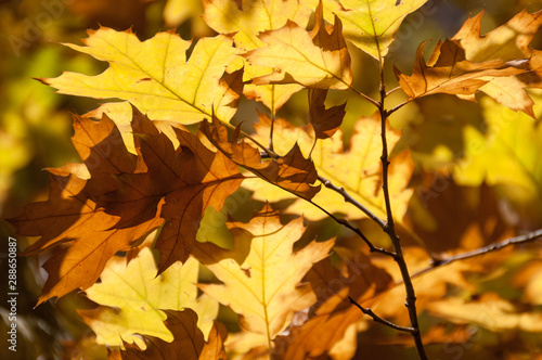 Bright golden yellow autumn leaves nature background