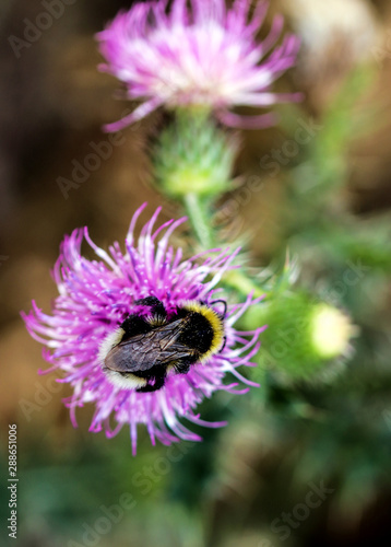 Close-up in vibrant colors of a Bumble Bee collecting pollen on thistle flower.