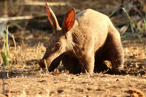 A lonely Aardvark during the day