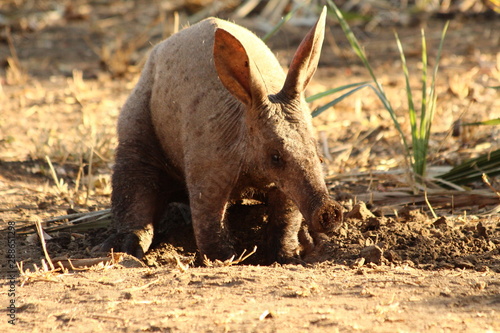 A lonely Aardvark during the day