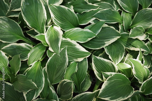 fresh green leaf background