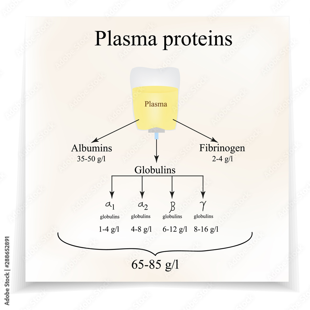 Plasma proteins. Albumin. Fibrinogen. Globulin. Infographics. Vector