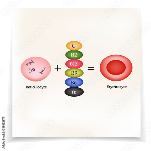 Vitamins are essential for the development of red blood cells. Erythrocyte. Vector Illustration