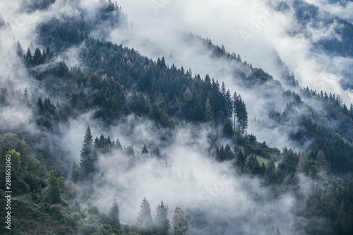 Dense morning fog in alpine landscape with fir trees and mountains. 