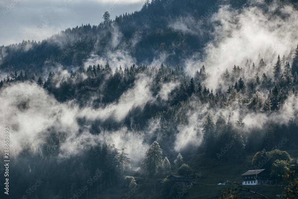 Dense morning fog in alpine landscape with fir trees and mountains. 