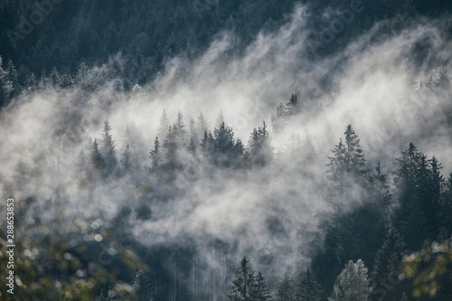 Dense morning fog in alpine landscape with fir trees and mountains.  © belyaaa