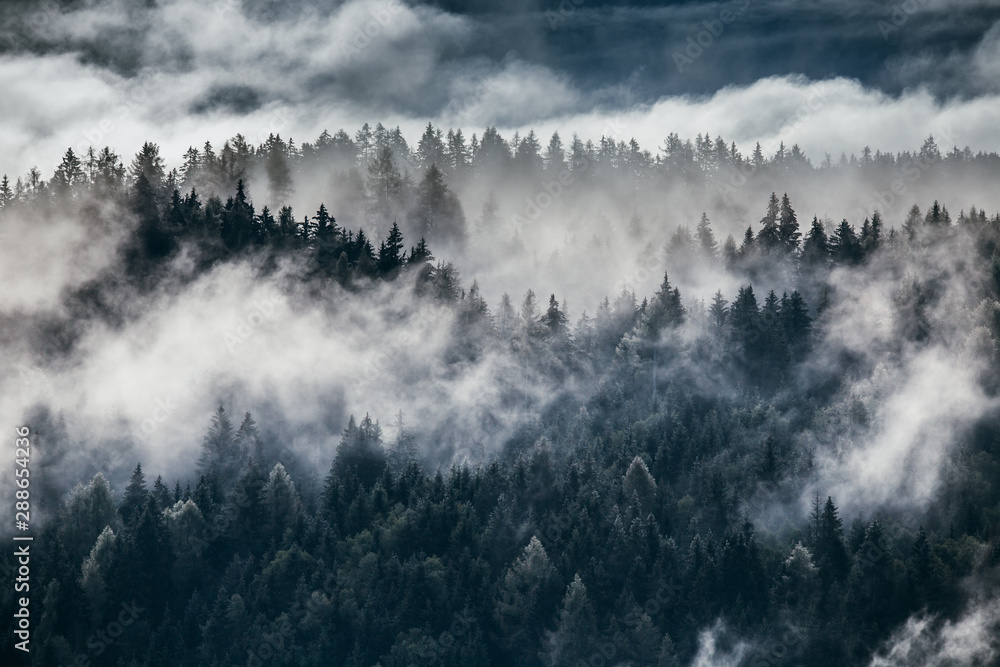 Obraz premium Gęsta poranna mgła w alpejskim krajobrazie z jodłami i górami.