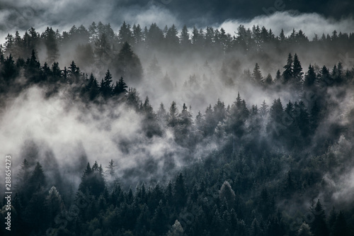 gesta-mgla-w-alpejskim-krajobrazie