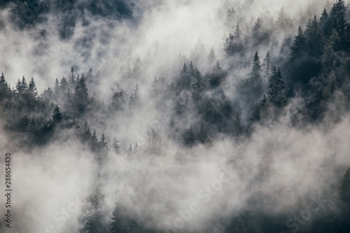 Dense morning fog in alpine landscape with fir trees and mountains.  © belyaaa