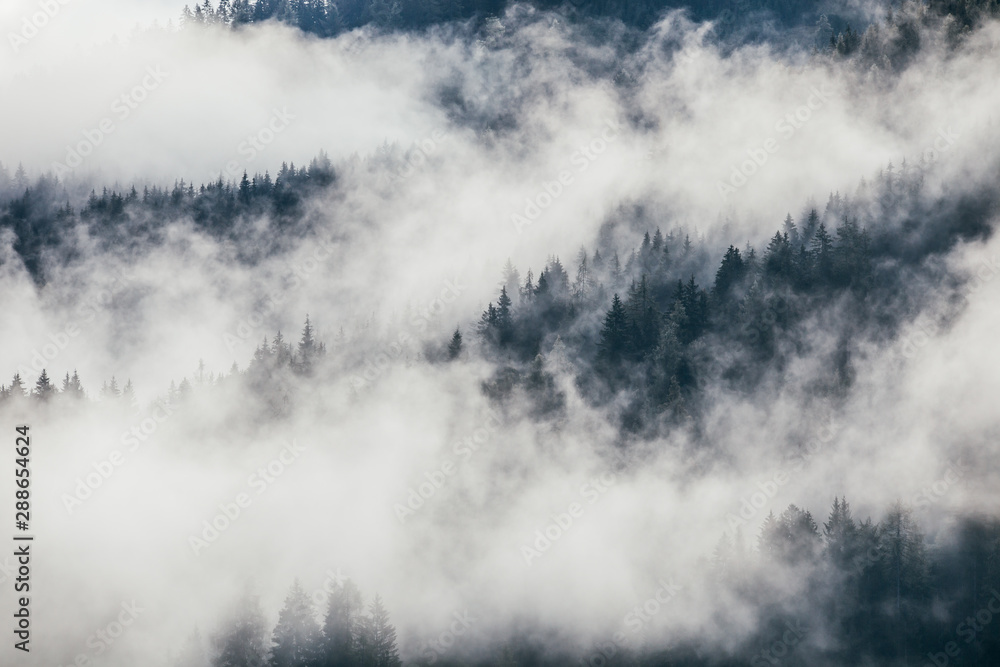 Dense morning fog in alpine landscape with fir trees and mountains. 