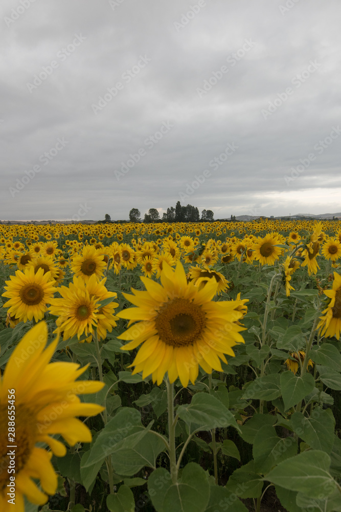 Obraz premium Girasol en medio de una tempestad