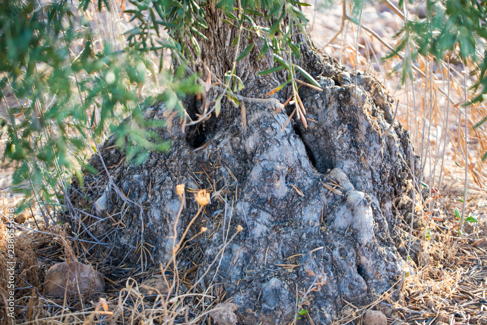 Obraz premium Spanish olives tree and landscape