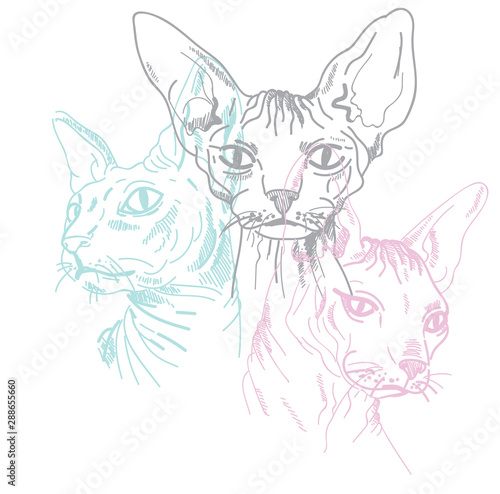 Sphynx cat seamless pattern. Stylish print. Multi-colored drawing.