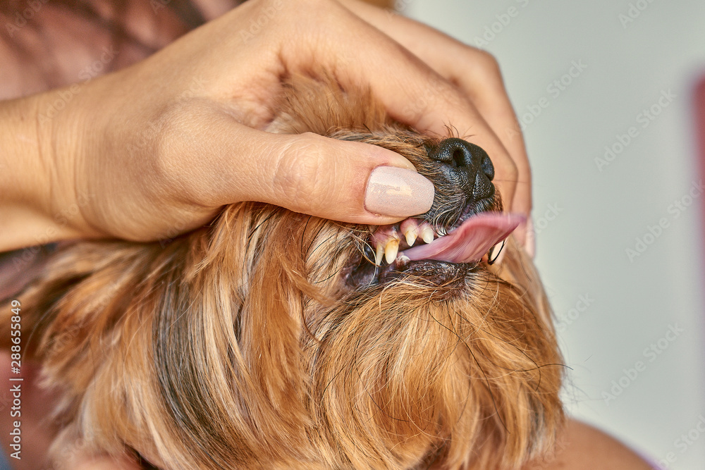 Yorkie teeth best sale