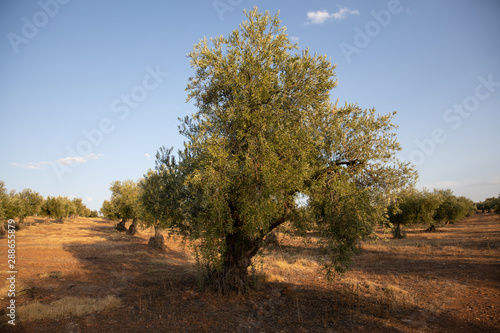 Spanish olives tree and landscape